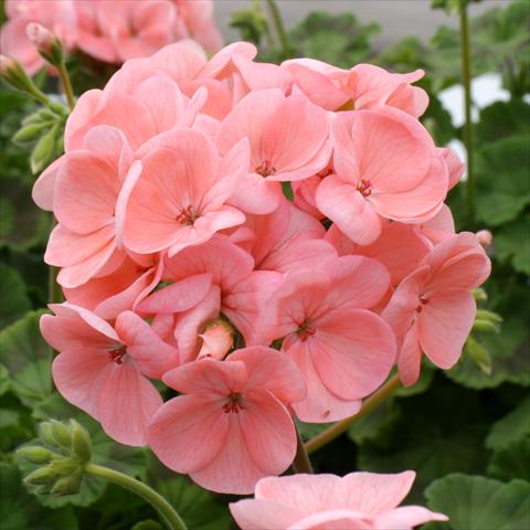 photo of flower to be used as: Pot, bedding, patio Pelargonium zonale Dancer Salmon