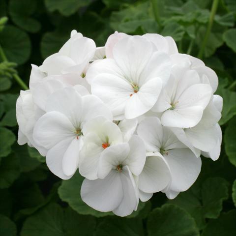photo of flower to be used as: Pot, bedding, patio Pelargonium zonale Dancer White