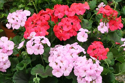 photo of flower to be used as: Pot, bedding, patio Pelargonium zonale Mint Chocolate Mixed