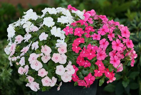 photo of flower to be used as: Pot, bedding, patio, basket Catharanthus roseus - Vinca Boa Mixed