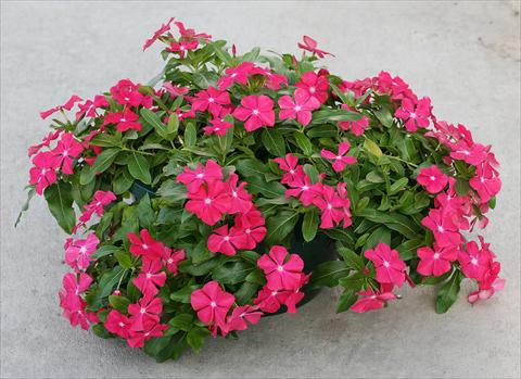photo of flower to be used as: Pot, bedding, patio, basket Catharanthus roseus - Vinca Boa Red with Eye