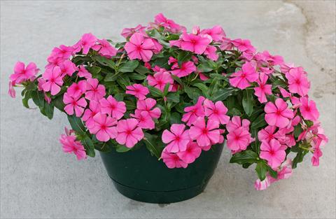 photo of flower to be used as: Pot, bedding, patio, basket Catharanthus roseus - Vinca Boa Rose