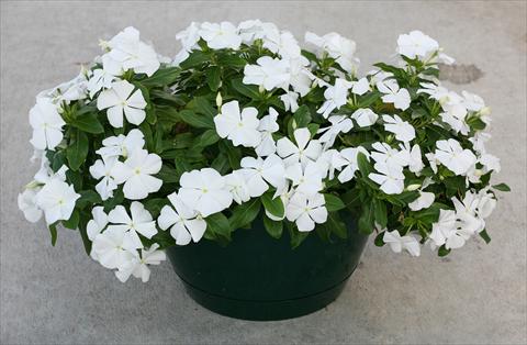 photo of flower to be used as: Pot, bedding, patio, basket Catharanthus roseus - Vinca Boa White