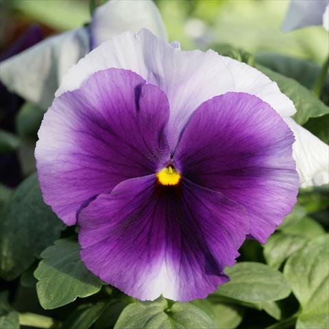 photo of flower to be used as: Pot and bedding Viola wittrockiana Sense Beaconsfield