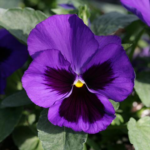 photo of flower to be used as: Pot and bedding Viola wittrockiana Sense Blue Blotch