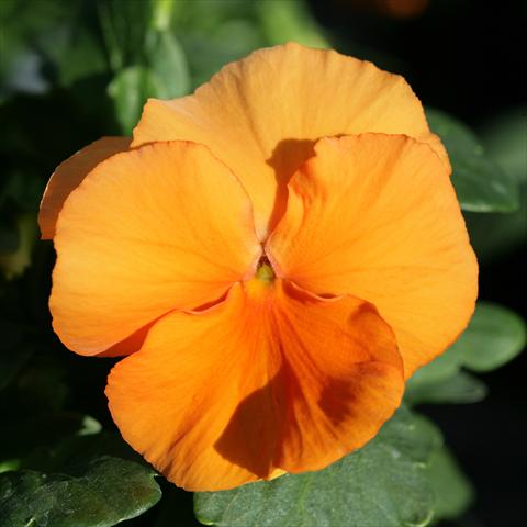 photo of flower to be used as: Pot and bedding Viola wittrockiana Sense Clear Orange