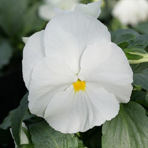 photo of flower to be used as: Pot and bedding Viola wittrockiana Sense Clear White