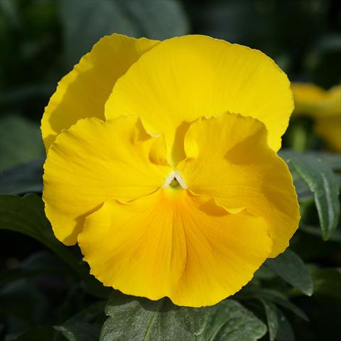 photo of flower to be used as: Pot and bedding Viola wittrockiana Sense Clear Yellow