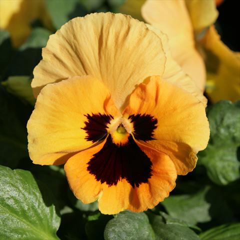 photo of flower to be used as: Pot and bedding Viola wittrockiana Sense Orange Blotch