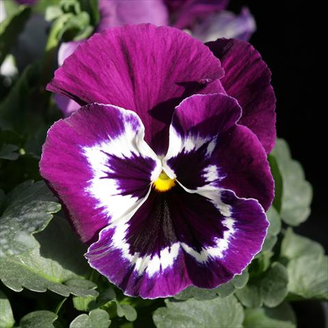 photo of flower to be used as: Pot and bedding Viola wittrockiana Sense Purple White Bicolour