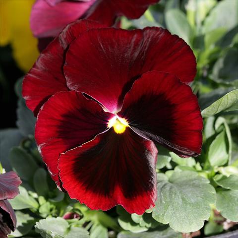 photo of flower to be used as: Pot and bedding Viola wittrockiana Sense Red Blotch