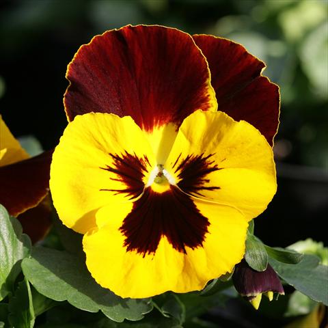 photo of flower to be used as: Pot and bedding Viola wittrockiana Sense Redwing