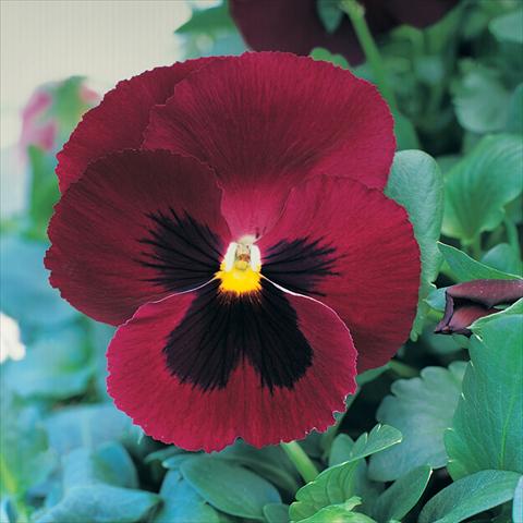 photo of flower to be used as: Pot and bedding Viola wittrockiana Sense Rose Blotch