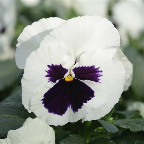 photo of flower to be used as: Pot and bedding Viola wittrockiana Sense White Blotch