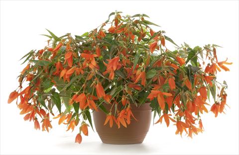 photo of flower to be used as: Pot, patio, basket Begonia Waterfall Encanto Orange