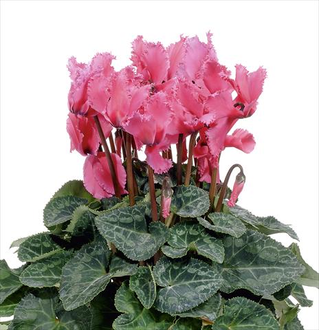 photo of flower to be used as: Pot, bedding, patio Cyclamen persicum Prince F1 Deep Rose