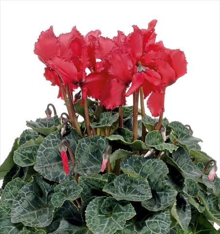 photo of flower to be used as: Pot, bedding, patio Cyclamen persicum Prince F1 Salmon Red