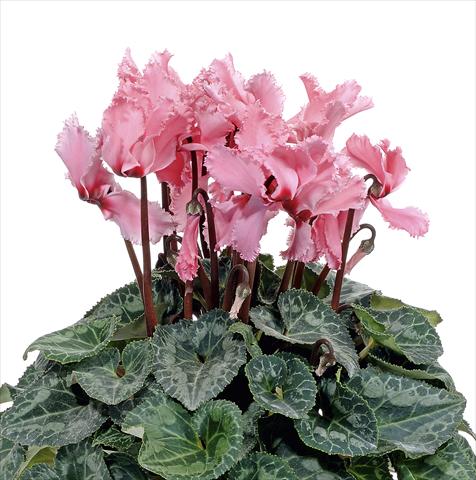 photo of flower to be used as: Pot, bedding, patio Cyclamen persicum Prince F1 Salmon Rose