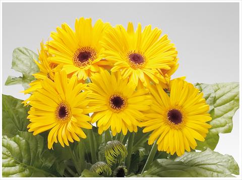photo of flower to be used as: Patio, pot Gerbera jamesonii Royal Golden Yellow dark eye