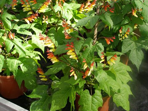 photo of flower to be used as: Bedding, patio, basket Mina lobata Jungle Queen