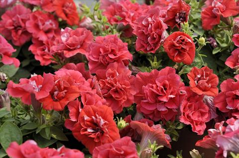 photo of flower to be used as: Pot, patio, basket Petunia Happy® Double Light Red