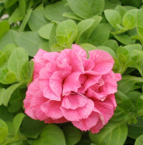 photo of flower to be used as: Pot, patio, basket Petunia Happy® Double Pink Vein