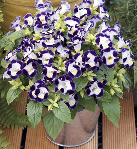photo of flower to be used as: Pot, bedding, patio Torenia Duchess Blue&White Imp