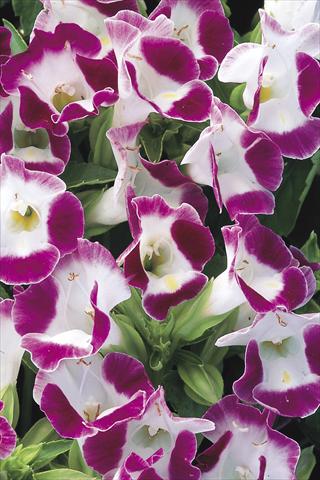 photo of flower to be used as: Pot, bedding, patio Torenia Duchess Burgundy