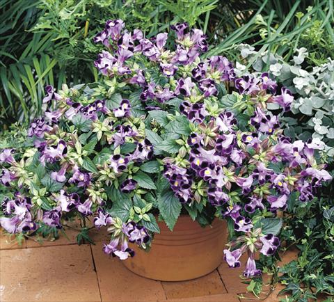photo of flower to be used as: Pot, bedding, patio Torenia Duchess Light Blue