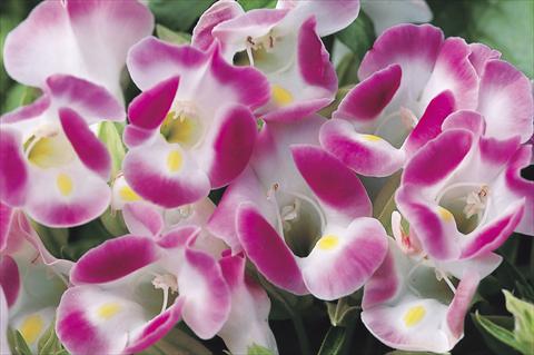 photo of flower to be used as: Pot, bedding, patio Torenia Duchess Pink Imp