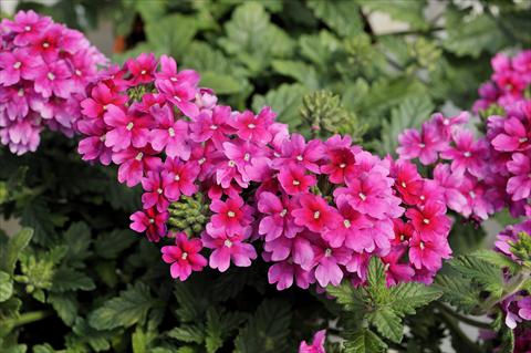 photo of flower to be used as: Pot, patio, basket Verbena Shangri-La® Pink Improved