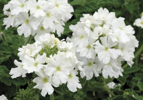 photo of flower to be used as: Pot, patio, basket Verbena Shangri-La® White Improved