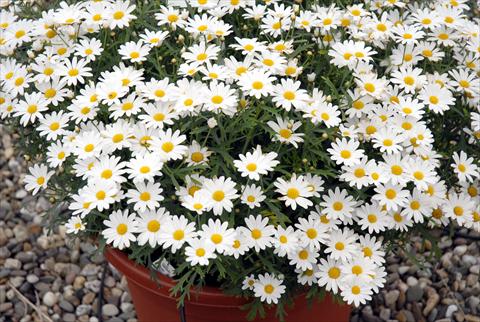 photo of flower to be used as: Pot and bedding Argyranthemum frutescens Honey Star Bianco