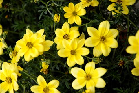 photo of flower to be used as: Pot, bedding, patio, basket Bidens ferulifolia Summerlovers Lemon Star
