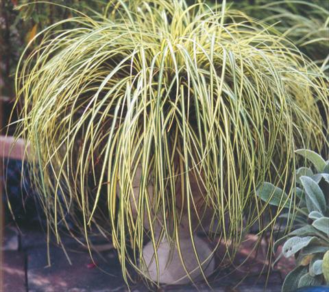 photo of flower to be used as: Bedding / border plant Carex oshimensis Evergold