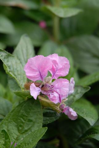 photo of flower to be used as: Pot Cuphea ilavea Vienco Purple Pink