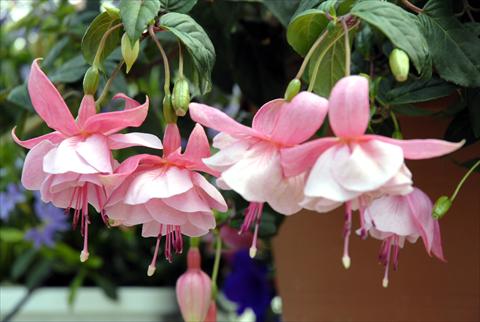 photo of flower to be used as: Basket / Pot Fuchsia Pink Galore