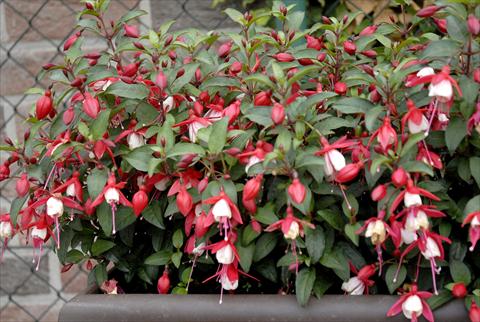 photo of flower to be used as: Pot Fuchsia Summermelody Sunfilipe