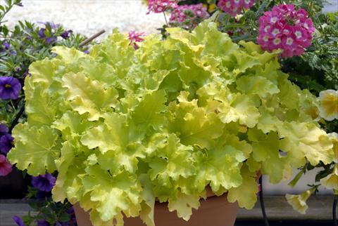 photo of flower to be used as: Pot, bedding, patio Heuchera Lime Rickey
