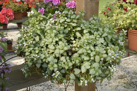 photo of flower to be used as: Pot, patio, basket Lamiastrum White Nancy