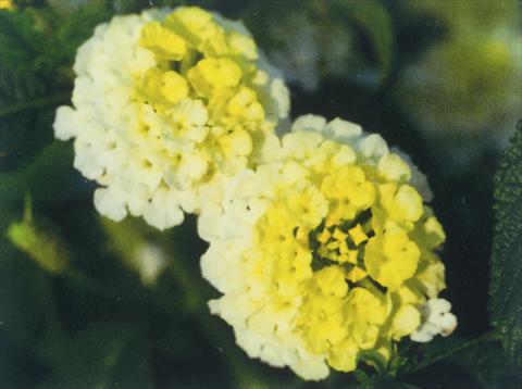 photo of flower to be used as: Pot, bedding, patio Lantana camara Simon Lemon