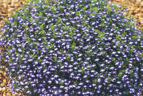 photo of flower to be used as: Pot, bedding, patio, basket Lobelia hybrida Suntropics Blue
