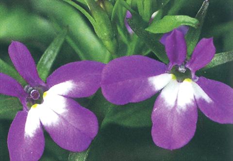 photo of flower to be used as: Pot, bedding, patio, basket Lobelia richardii Purple Angel