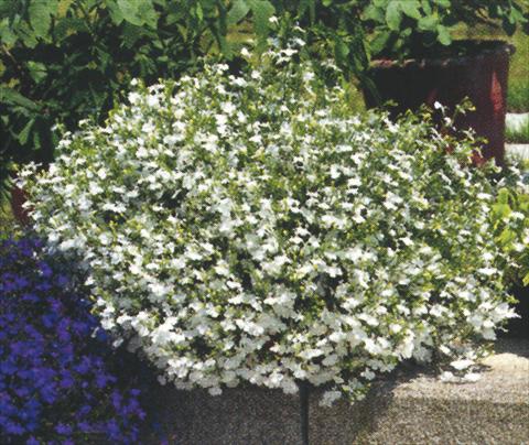photo of flower to be used as: Pot, bedding, patio, basket Lobelia richardii White Angel