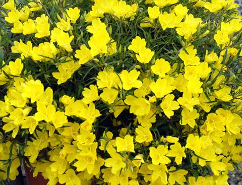 photo of flower to be used as: Bedding / border plant Oenothera African Sun Giallo