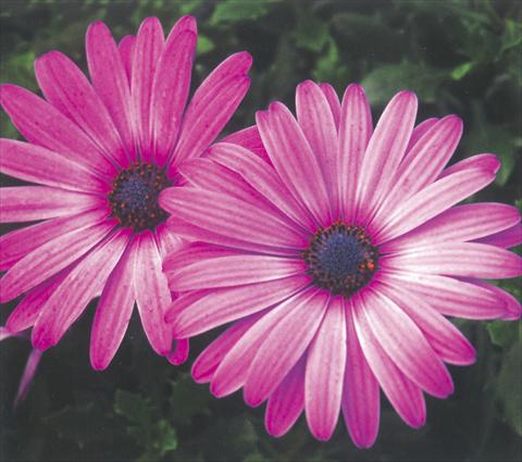 photo of flower to be used as: Pot and bedding Osteospermum Impassion Grand Rose