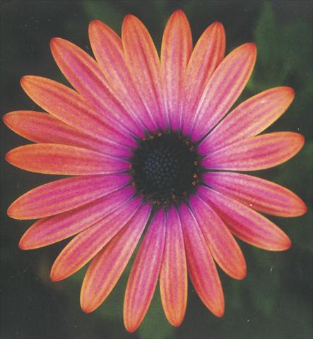 photo of flower to be used as: Pot and bedding Osteospermum Impassion Orange Pink