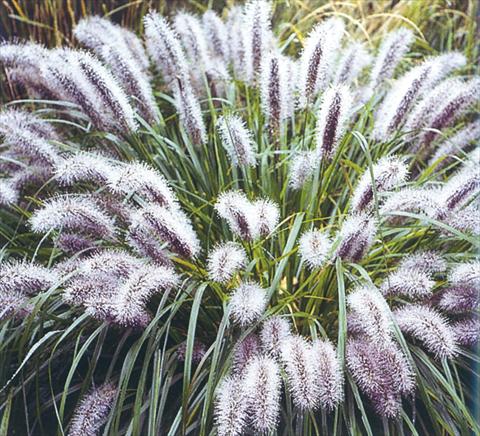 photo of flower to be used as: Bedding / border plant Pennisetum aplopecuroides Moundry