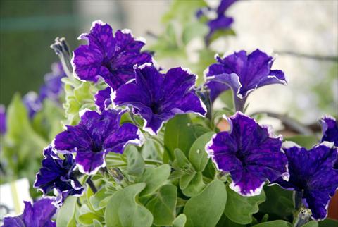 photo of flower to be used as: Pot, bedding, patio, basket Petunia Sunpleasure Happy Evita Blu-White
