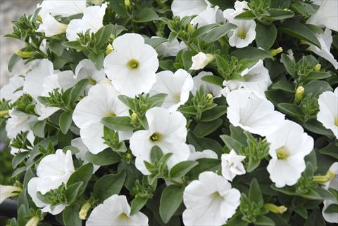 photo of flower to be used as: Pot, bedding, patio, basket Petunia Sunpleasure Pure White Patio Bianco